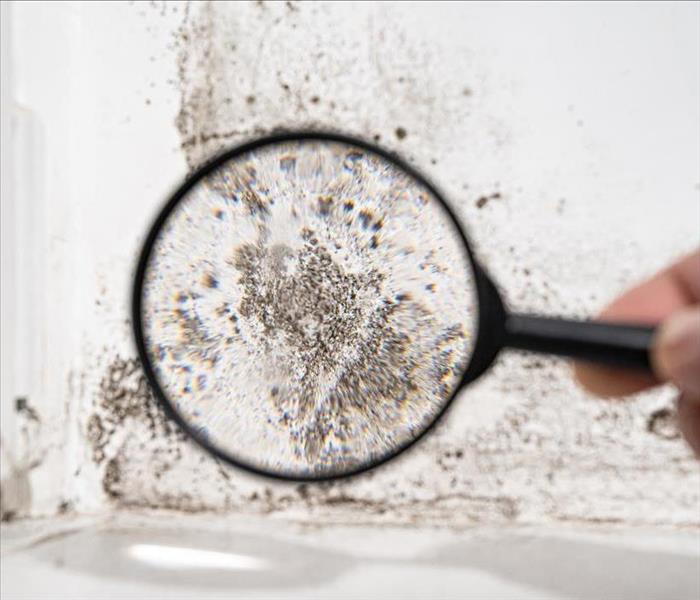 magnifying glass showing mold on a white wall