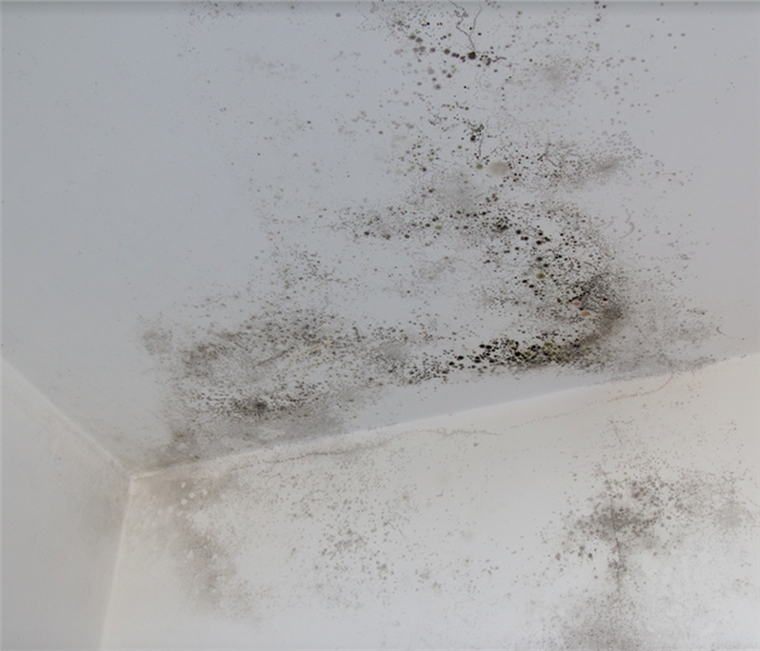 mold growing in the corner of a room with white walls